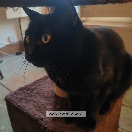 Photo 1/1 Chat retrouvé Perdu à Chezeneuve