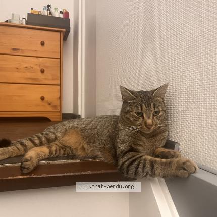 Photo de chat perdu à Saint Genies Bellevue