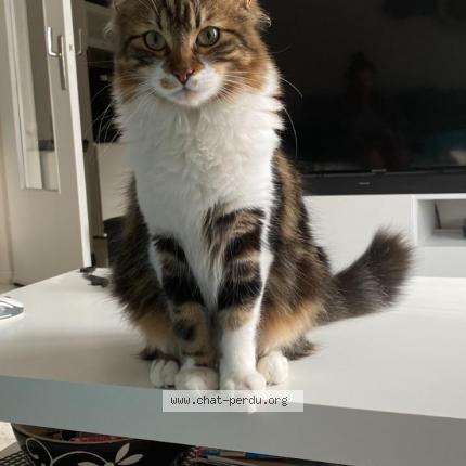 Photo 1/1 Chat retrouvé Perdu à Le Cendre