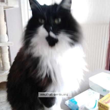 Photo de chat perdu à Talence