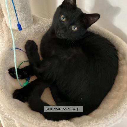 Photo de chat perdu à Niort