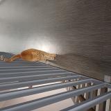 Photo de chat trouvé à Le Mesnil Saint Denis