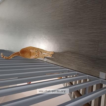 Photo 1/1 Chat retrouvé Trouvé à Le mesnil saint denis