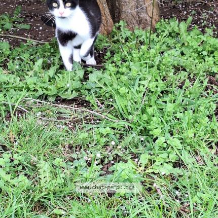 Photo 1/1 Chat retrouvé Perdu à Oisseau
