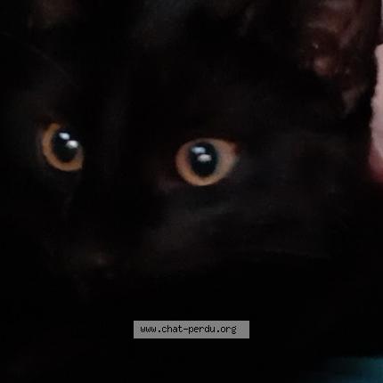 Photo de chat perdu à Giromagny