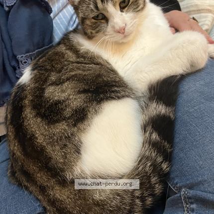 Photo 1/1 Chat retrouvé Perdu à Pessac
