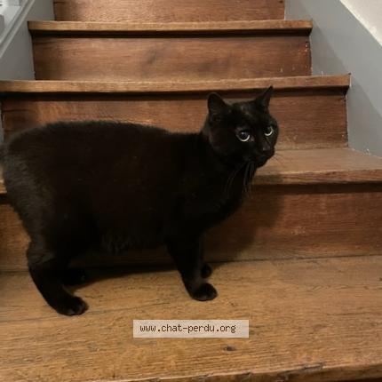 Photo 1/1 Chat retrouvé Trouvé à Nantes