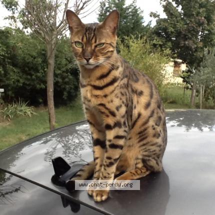 Photo de chat perdu à Colomiers