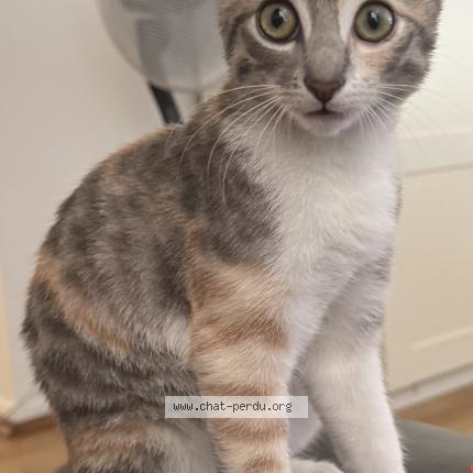 Photo 1/1 Chat retrouvé Perdu à Mantes la ville