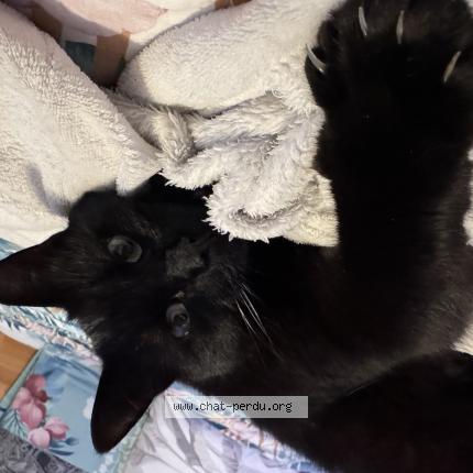 Photo de chat perdu à Thouare Sur Loire