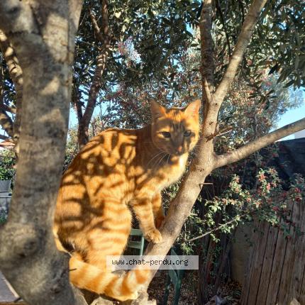 Photo de chat perdu à Saleilles