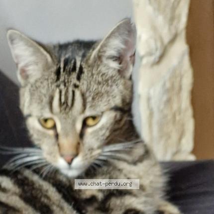 Photo 1/1 Chat retrouvé Perdu à Laneuveville Aux Bois