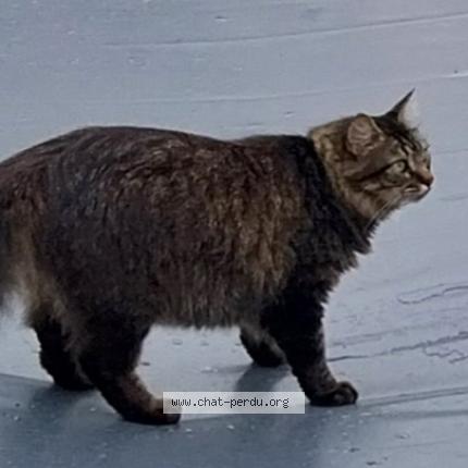 Photo 1/1 Chat retrouvé Perdu à Bretignolles Sur Mer