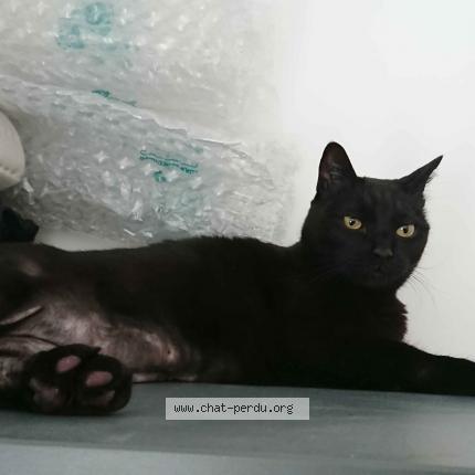 Photo 1/1 Chat retrouvé Perdu à Marignane