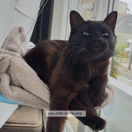 Photo 1/1 Chat retrouvé Perdu à Bruz