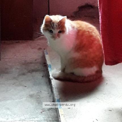 Photo 1/1 Chat retrouvé Perdu à Champagney