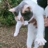 Photo de chat trouvé à Loue