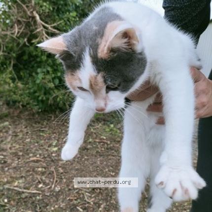 Photo 1/1 Chat retrouvé Trouvé à Loue