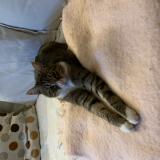 Photo de chat trouvé à Ermont