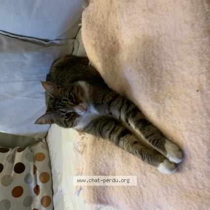 Photo 1/1 Chat retrouvé Trouvé à Ermont