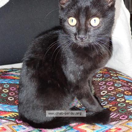 Photo de chat perdu à Gray