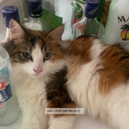 Photo de chat perdu à Aurillac