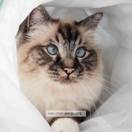 Photo de chat perdu à Les Sables D Olonne