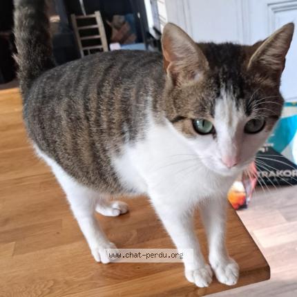 Photo de chat perdu à St Sulpice De Favieres