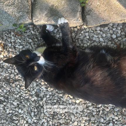 Photo de chat perdu à Brindas