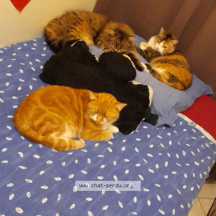 Photo de chat perdu à Val D Auge