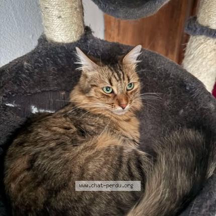 Photo de chat perdu à Colmar