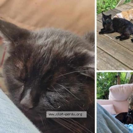 Photo de chat perdu à Neris Les Bains