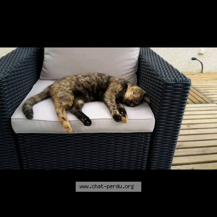 Photo 1/1 Câline Chat perdu à Caudrot