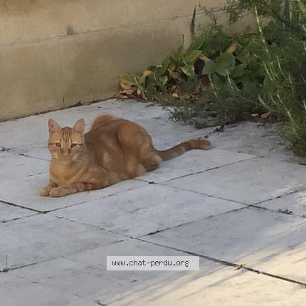 Photo de chat perdu à Ambares Et Lagrave