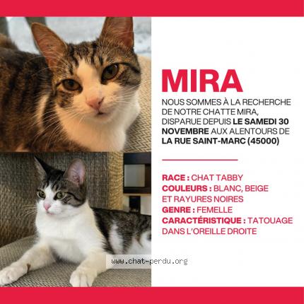 Photo 1/1 Chat retrouvé Perdu à Orleans