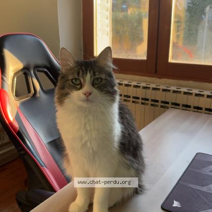 Photo de chat perdu à Vienne