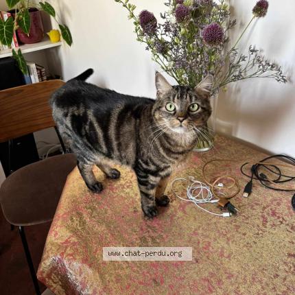 Photo de chat perdu à Les Corvees Les Yys