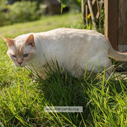 Photo de chat perdu à La Roche Maurice