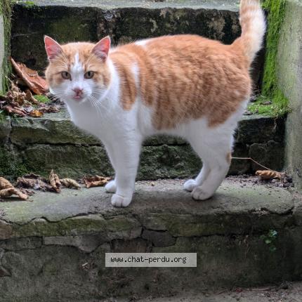 Photo de chat trouvé à Gripport