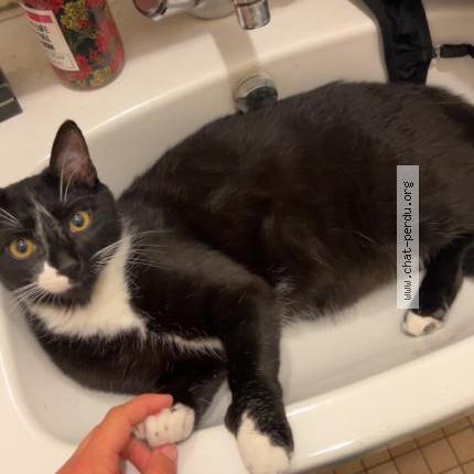 Photo de chat perdu à Phalsbourg