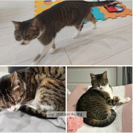 Photo 1/1 Chat retrouvé Perdu à Montreuil