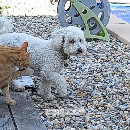 Photo 1/1 Chat retrouvé Perdu à Merignac