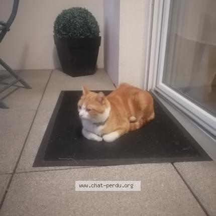 Photo 1/1 Chat retrouvé Trouvé à Montpellier