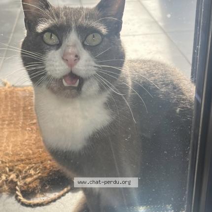 Photo 1/1 Samsam Chat perdu à Assat