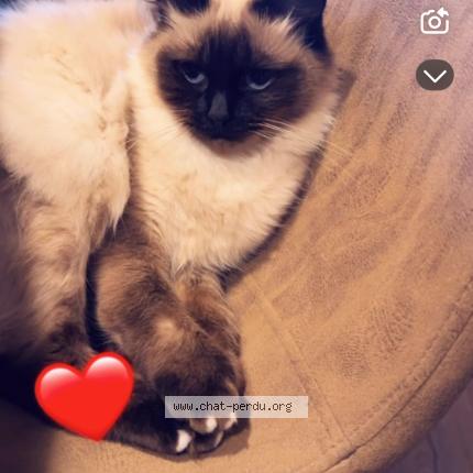 Photo de chat perdu à Mulhouse