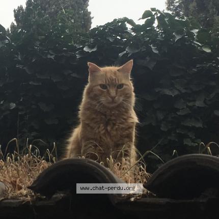 Photo de chat perdu à Salin De Giraud