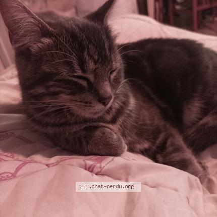 Photo de chat perdu à Dijon