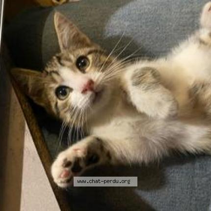 Photo de chat perdu à Saint Marcel Les Annonay
