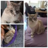 Photo de chat perdu à Telde