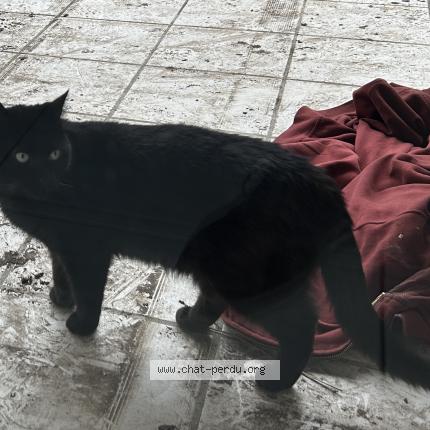 Photo de chat perdu à Andernos